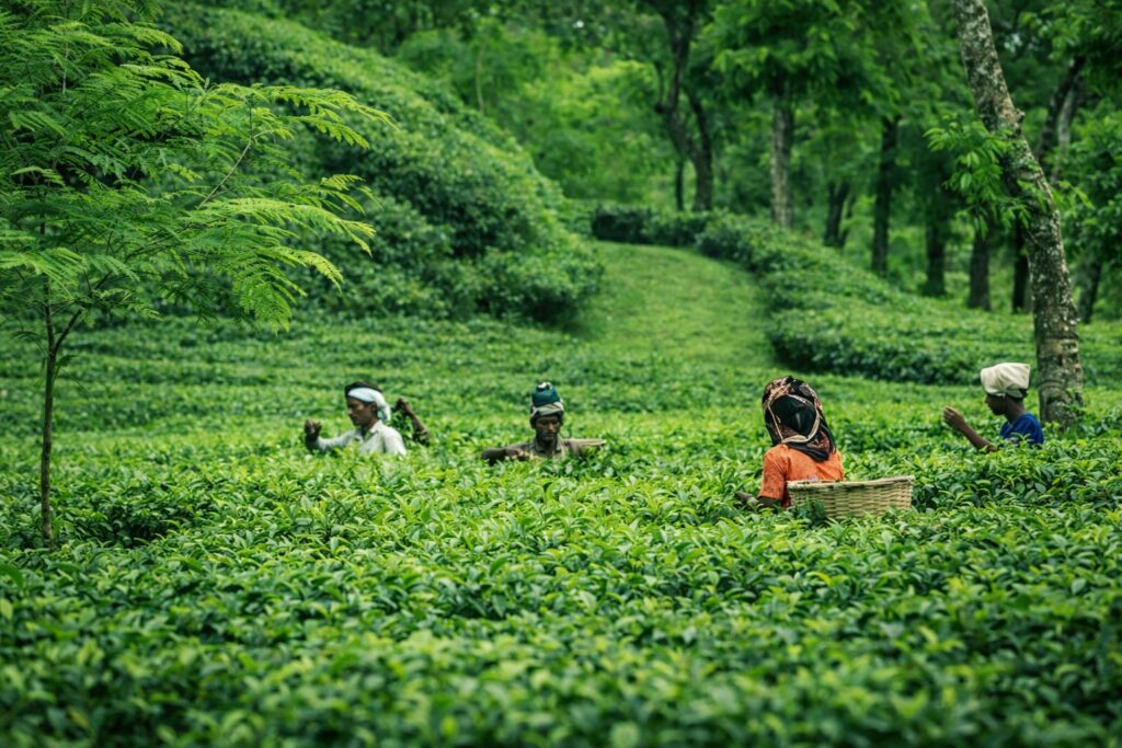 Best Time to Visit Sreemangal